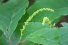 vignette Neoshirakia japonica = Sapium japonicum