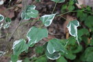 vignette Cercis canadensis variegated