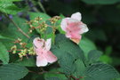 vignette Viburnum plicatum f. tomentosum 'Pink Beauty'
