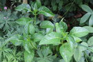 vignette Hydrangea macrophylla 'Mikamba'