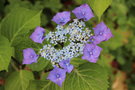 vignette Hydrangea macrophylla 'Zorro'