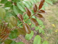 vignette ZANTHOXYLUM sp (Aranuchal pradesh)