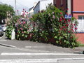 vignette Jardin de trottoir - trottoir jardin  rue du Guelmeur  Brest (Alcea rosea - Rose trmire)