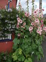 vignette Jardin de trottoir - trottoir jardin  rue du Guelmeur  Brest (Alcea rosea - Rose trmire)