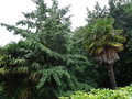 vignette Ginkgo biloba et Trachycarpus fortunei