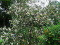 vignette Myrte du Chili = Myrtus luma - Luma apiculata