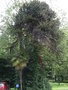 vignette Araucaria araucana - Désespoir du singe et Trachycarpus fortunei