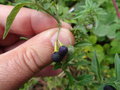 vignette Solanum chenopodioides - Morelle faux chnopode