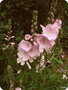 vignette Sildacea malviflora'Elsie Heugh' ,