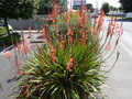 vignette Watsonia orange