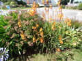 vignette Watsonia orange