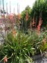 vignette Watsonia