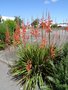 vignette Watsonia