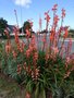 vignette Watsonia