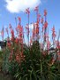 vignette Watsonia