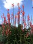 vignette Watsonia