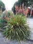 vignette Watsonia