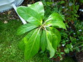 vignette DIPLOPANAX stachyanthus (jardin) famille cornaceae