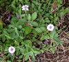 vignette Lippia nodiflora/ Phyla canescens
