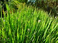 vignette Baccharis genistelloides (Lam.) Pers.