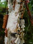vignette Betula albo-sinensis