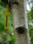 vignette Betula platyphylla