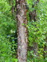 vignette Betula occidentalis , Canada ?