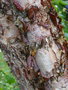 vignette Betula occidentalis , Canada ?