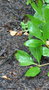 vignette Betula cordifolia , Canada