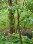 vignette Betula cordifolia , Canada