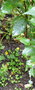 vignette Betula alleghaniensis ,