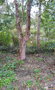 vignette Betula albo-sinensis
