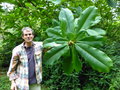 vignette MAGNOLIA rostrata chez Tom Hudson