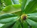 vignette MAGNOLIA rostrata chez Tom Hudson