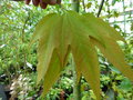 vignette ACER tonkinensis ssp liquidambarifolium http://www.crug-farm.co.uk/
