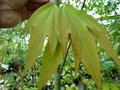 vignette ACER tonkinensis ssp liquidambarifolium