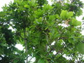 vignette Quercus macranthera - Chne de Perse, Chne du Caucase