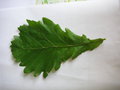 vignette Quercus macranthera - Chne de Perse, Chne du Caucase