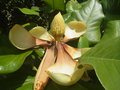vignette Magnolia grandiflora 'Exmouth'?