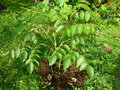 vignette ARALIA foliosa Vietnam