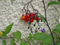 vignette Solanum dulcamara - Morelle douce amre
