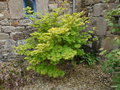 vignette Acer Shirasawanum aureum