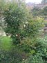 vignette Acer triflorum au jardin Jean Le Gall