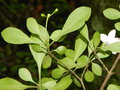 vignette Psychotria danielii