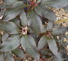 vignette Rhododendron  Ebony Pearl