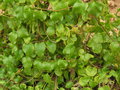 vignette Boussingaultia baselloides = Anredera cordifolia - Vigne de Madre