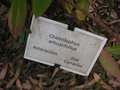 vignette Cheirolophus arbutifolius