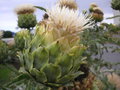vignette Cynara cardunculus 'Alba' - Cardon  fleurs blanches