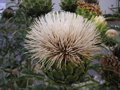 vignette Cynara cardunculus 'Alba' - Cardon à fleurs blanches