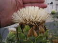 vignette Cynara cardunculus 'Alba' - Cardon à fleurs blanches